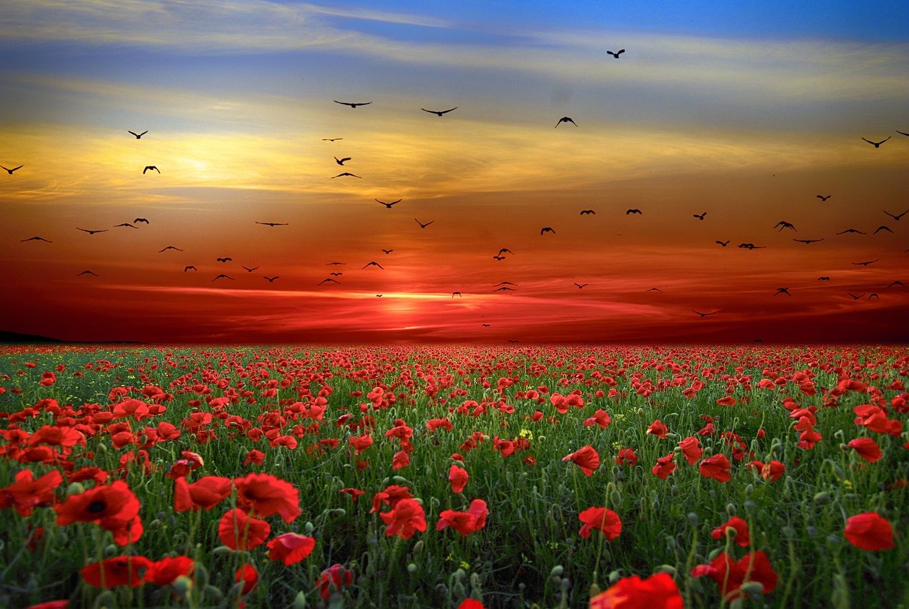 Mohnblumenfeld rotes Mohnblumenfeld bei Sonnenuntergang.